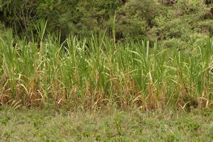 EL TRAPICHE 06