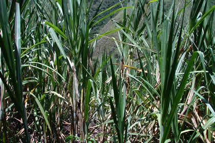 EL TRAPICHE 11