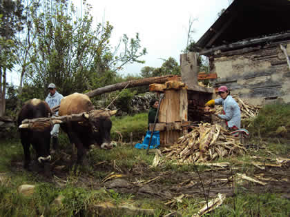 EL TRAPICHE 12