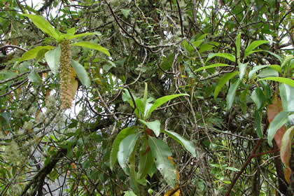 GOCTA - FLORA Y FAUNA 04