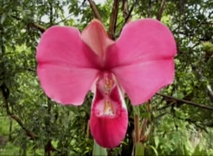 ORQUIDEA PHRAGMIPEDIUM KOVACHII 04