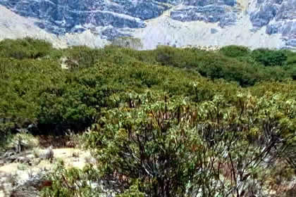 BOSQUE DE CHANCHAURO 03