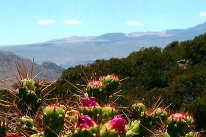 BOSQUE DE CHANCHAURO 06