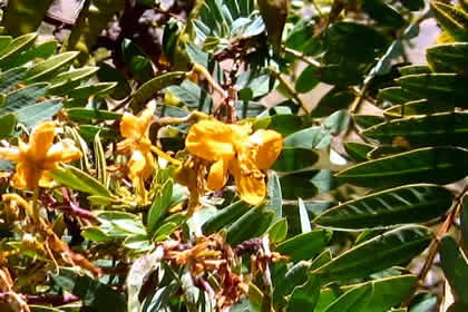 BOSQUE DE CHANCHAURO 07