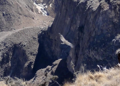 EL VUELO DEL CONDOR 01
