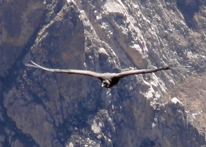 EL VUELO DEL CONDOR 02