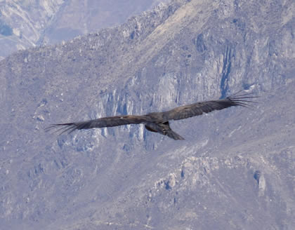 EL VUELO DEL CONDOR 03
