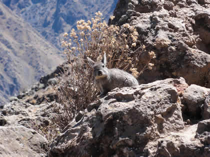 EL VUELO DEL CONDOR 08