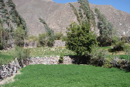 VALLE COTAHUASI Y CAMPINA 08