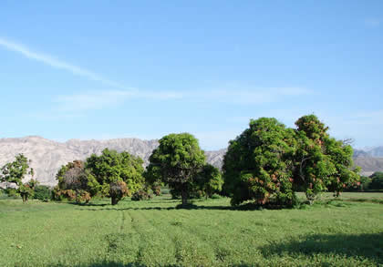 EL VALLE DE PALPA 01