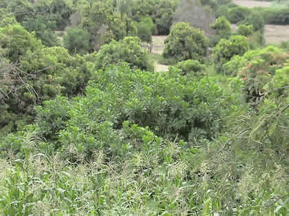 EL VALLE DE PALPA 04