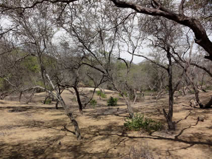 BOSQUE DE ALGARROBOS 06