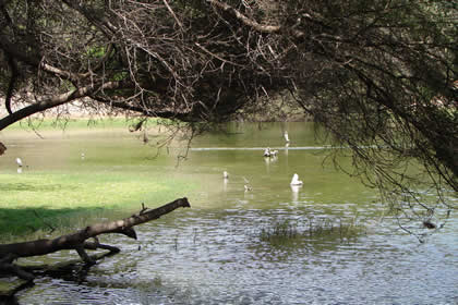 LAGUNA EL GALLINAZO 09