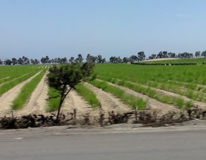 LIMA - CHOCOPE 079