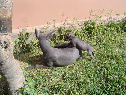 PERRO PERUANO 03