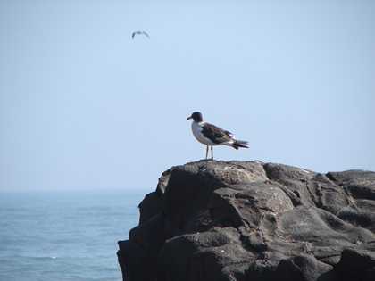 AVES DE MAR 02