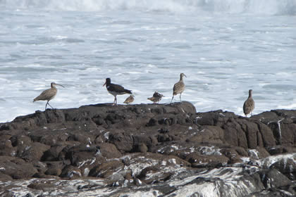 AVES DE MAR 04