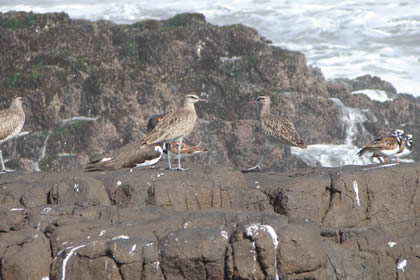 AVES DE MAR 06
