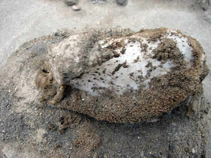 LAS SALINAS DE HUACHO 12