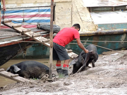 DESEMBARCADERO TIMICURILLO 13