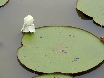 FUNDO PEDRITO - VICTORIA REGIA 04