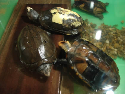 SERPENTARIO TROPIFAUNA 15