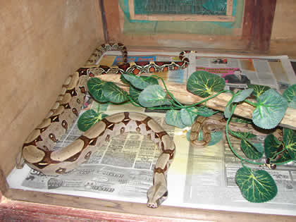 SERPENTARIO TROPIFAUNA 27