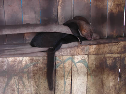 ZOOLOGICO EL JAGUAR 04