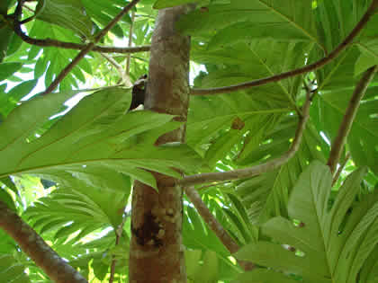 EL ARBOL DEL PAN 01