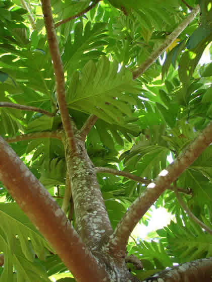 EL ARBOL DEL PAN 02