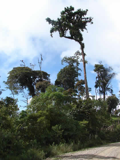 EL BOSQUE TSHO'LLET 07