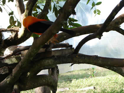 PARQUE NACIONAL YANACHAGA CHEMILLEN HABITAT DEL GALLITO DE LAS ROCAS 06