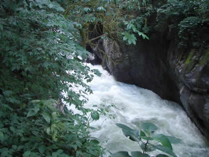 PARQUE NACIONAL YANACHAGA CHEMILLEN 23