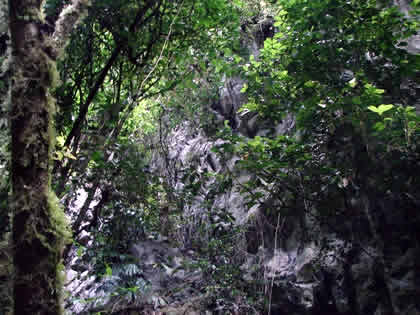 PARQUE NACIONAL YANACHAGA CHEMILLEN 26