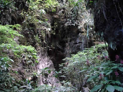 PARQUE NACIONAL YANACHAGA CHEMILLEN 27