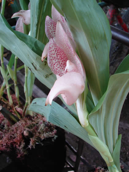 PARQUE NACIONAL YANACHAGA CHEMILLEN FLORA 04