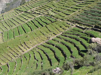 ANDENES QALAQALA TARATA 09