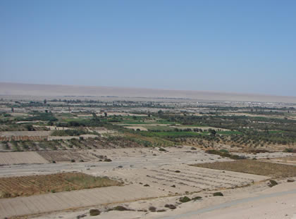 CAMPINA TACNE�A 06