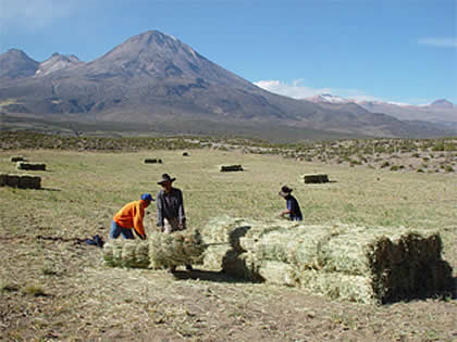 CANDARAVE AGRICULTURA GANADERIA 01