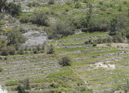 TARATA TICACO 07
