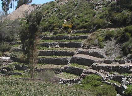 TARATA TICACO 10