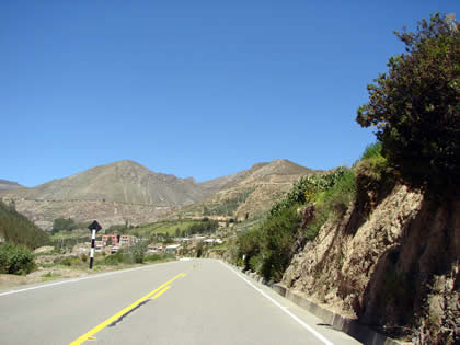 TARUCACHI ESTIQUE PAMPA PALQUILLA 08