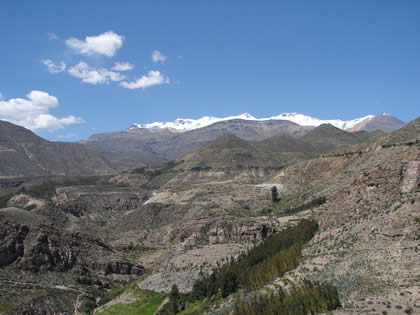 TARUCACHI ESTIQUE PAMPA PALQUILLA 11