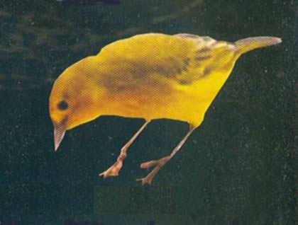 CHIROCA MANGLERA