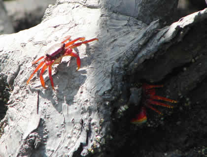 CANGREJO ROJO 02