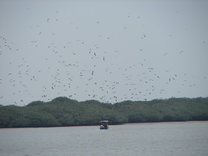 LA ISLA DE LOS PAJAROS 01