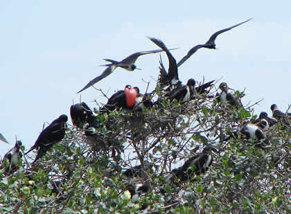 LA ISLA DE LOS PAJAROS 02