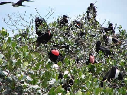 LA ISLA DE LOS PAJAROS 04