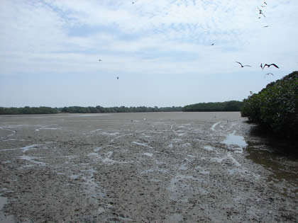 LA ISLA DE LOS PAJAROS 05