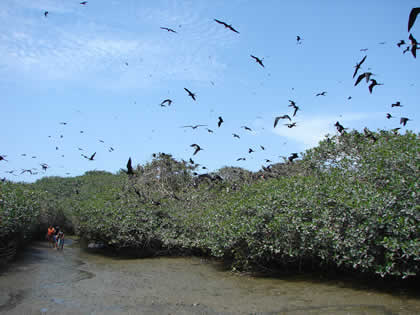 LA ISLA DE LOS PAJAROS 06